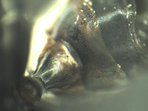 Réf. 333 668 : Auplopus sp.